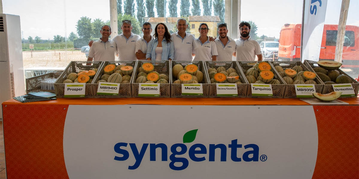 Le nuove varietà Syngenta riscrivono il profilo di meloni e angurie